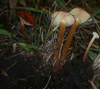 Hauhechel-Samtfußrübling, Foto 3