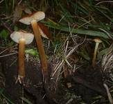 Hauhechel-Samtfußrübling, Foto 11