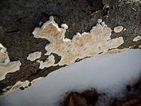 Häutiger Lederfältling, Foto 12