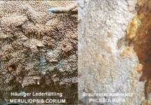 Häutiger Lederfältling, Foto 24