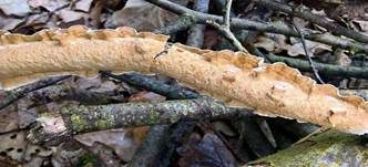 Häutiger Lederfältling, Foto 6
