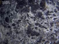 Hefeähnlicher Schimmelpilz, Foto 7