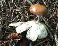 Heideerdstern, Foto 6