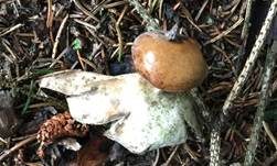 Heideerdstern, Foto 7