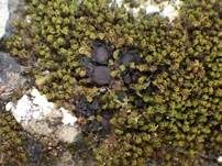 Heide-Leimflechte, Foto 7