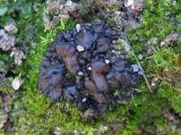 Heide-Leimflechte, Foto 10