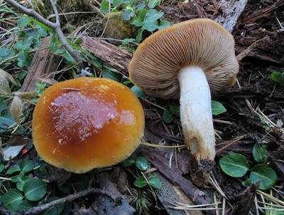 Heideschleimfuß, Foto 2