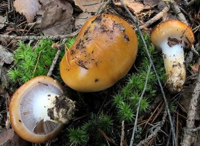 Heideschleimfuß, Foto 4