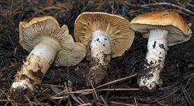Heideschleimfuß, Foto 7