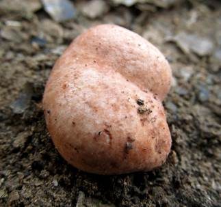 Heidetrüffel, Foto 3