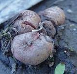 Heidetrüffel, Foto 7