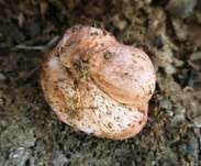 Heidetrüffel, Foto 11