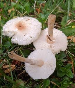 Hellbrauner Wiesenschirmling, Foto 3