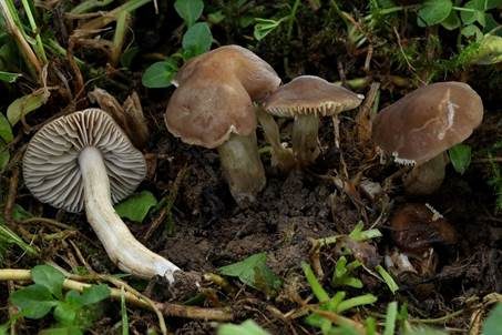 Heller Samtritterling, Foto 2