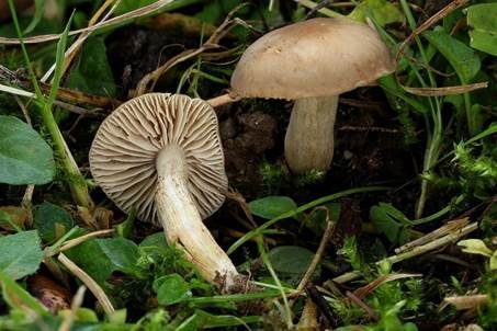 Heller Samtritterling, Foto 3