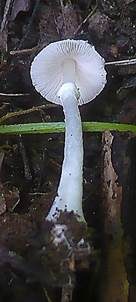 Heller Seidenschirmling, Foto 3