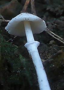 Heller Seidenschirmling, Foto 8