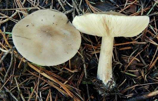 Heller Weichritterling, Foto 2