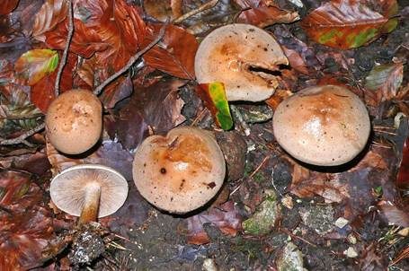 Heller Wurzelfälbling, Foto 2