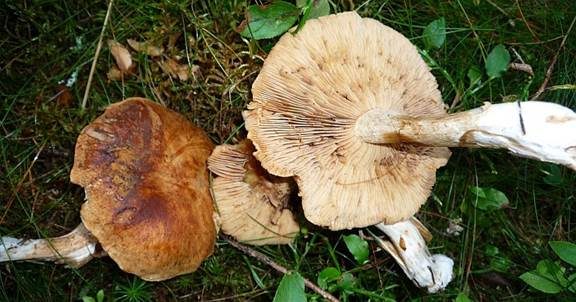 Heller Wurzelfälbling, Foto 3