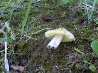 Hellergelber Konradii-Saftling, Foto 14