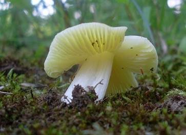 Hellergelber Konradii-Saftling, Foto 4