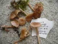Hellfarbener Rötling, Foto 12