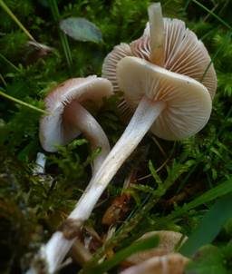 Hellfarbener Rötling, Foto 4