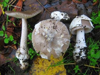 Hellflockiger Streifling, Foto 2