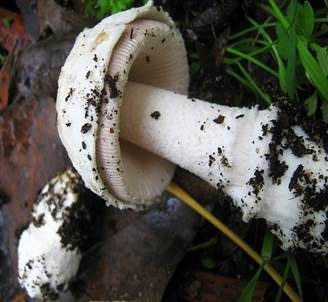 Hellflockiger Streifling, Foto 3