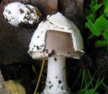 Hellflockiger Streifling, Foto 4