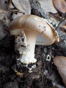 Hellflockiger Streifling, Foto 5
