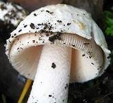 Hellflockiger Streifling, Foto 6