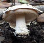 Hellflockiger Streifling, Foto 11