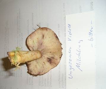 Hellgelber Violettmilchling, Foto 2