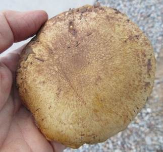 Hellgelber Violettmilchling, Foto 3