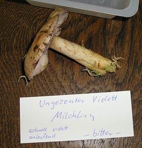 Hellgelber Violettmilchling, Foto 4