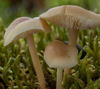 Hellhütiger Waldfreundrübling, Foto 3