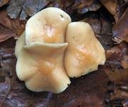 Hellhütiger Waldfreundrübling, Foto 14
