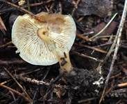 Hellhütiger Waldfreundrübling, Foto 15