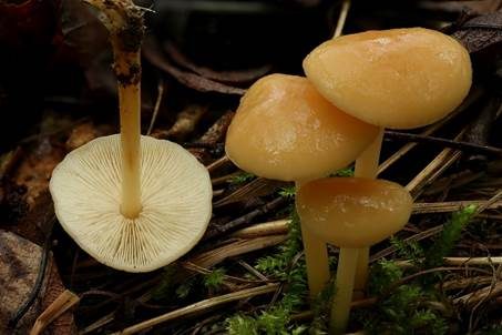Hellhütiger Waldfreundrübling, Foto 5