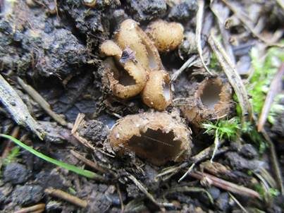 Hellscheibiger Sandborstling, Foto 3