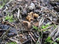 Hellscheibiger Sandborstling, Foto 6