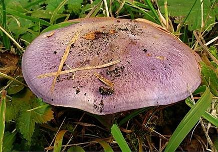 Hellstieliger Violett-Klumpfuß, Foto 3