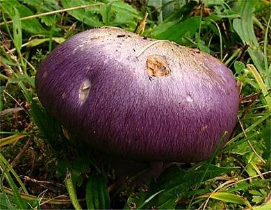Hellstieliger Violett-Klumpfuß, Foto 4