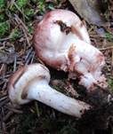 Beschleierter Purpur-Schneckling, Foto 9