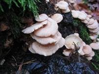 Herber Zwergknäueling, Foto 15