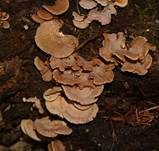 Herber Zwergknäueling, Foto 21