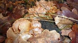 Herber Zwergknäueling, Foto 23
