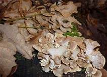 Herber Zwergknäueling, Foto 24